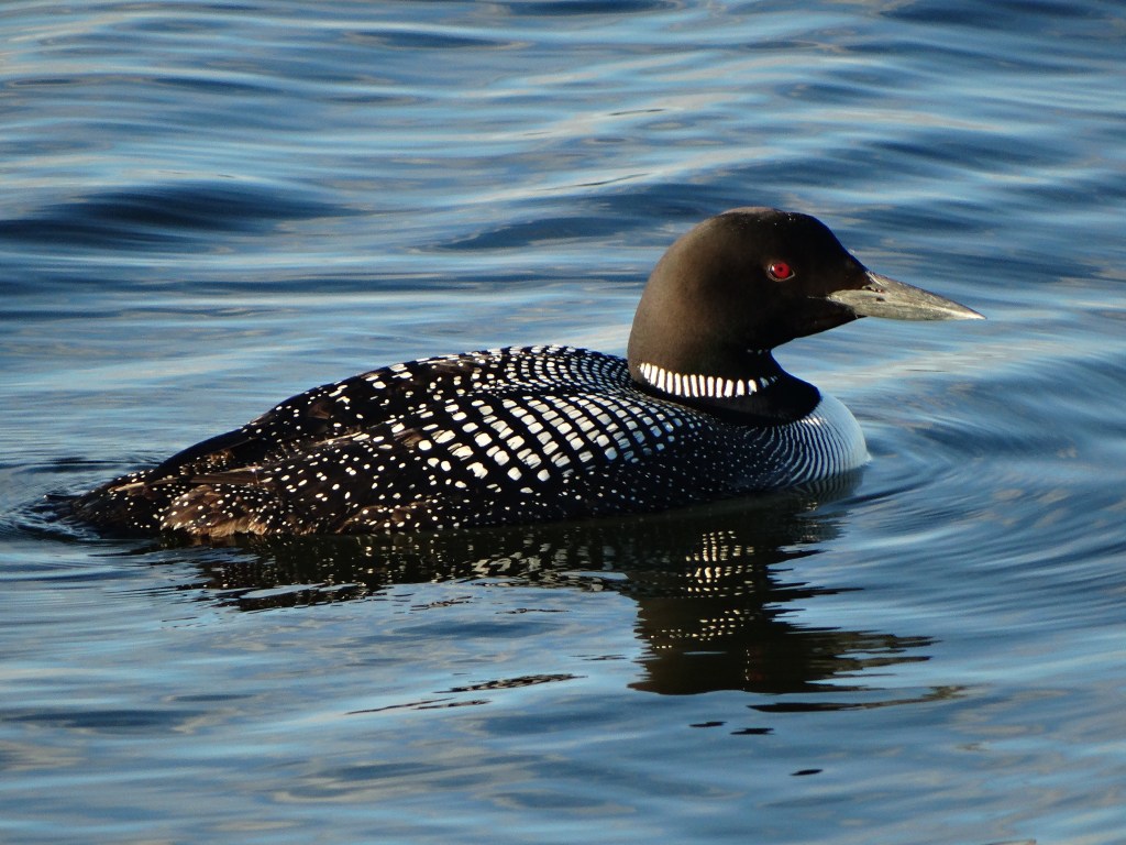 Photo of a loon peacefully floating in the lake.